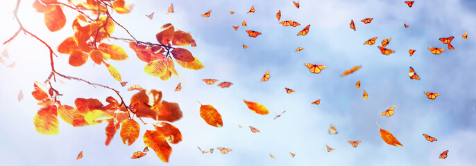 Yellow and red bright autumn leaves and butterflies against a blue sky with clouds in the sunlight....
