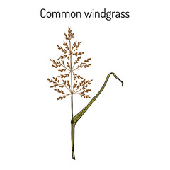 Loose silky-bent or common windgrass (Apera spica-venti), weed grass