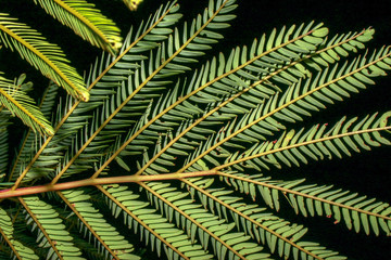 Close-up nocturne picture of the persian silk tree leaves. Captured at the Andean mountaisn of central Colombia.