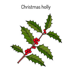 Holly (Ilex aquifolium) tree branch with green leaves and red berries