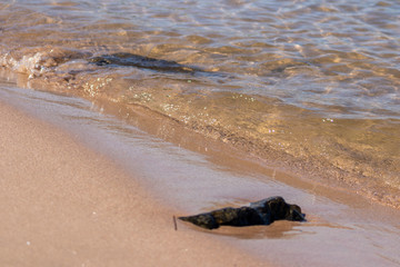 Schöne ruhige Brandung mit klarem Wasser am Strand im Sommer verschafft Urlaubsfeeling