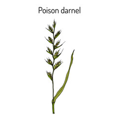 Poison darnel or cockle (Lolium temulentum), medicinal plant