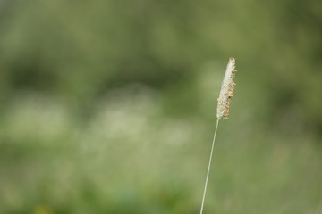One flower with a green background with copy space