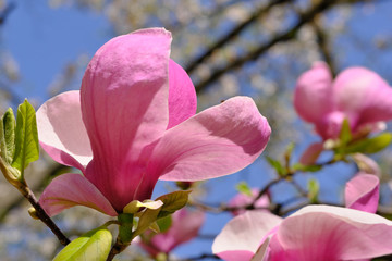 Fototapeta na wymiar Magnolia blooms on a bright spring day