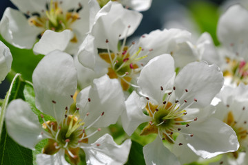 Fototapeta na wymiar Closeup pear flowers bloom