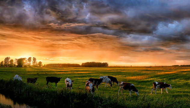 Panoramic image of cows in meadow during dramatic sunset with golden light and orange colored rain clouds in the Netherlands