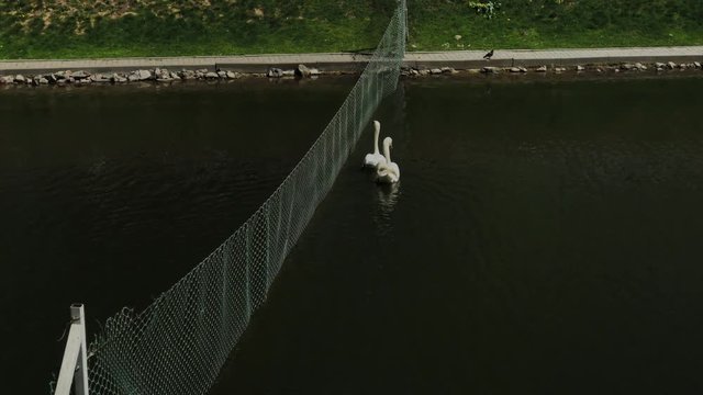 White swan can not swim across the reservoir because of the network rastavlennoy man.