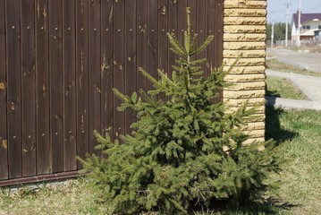 a small green spruce grows in the grass by a brown fence outside