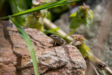 Brown Lizard Warming in the Hot Sun