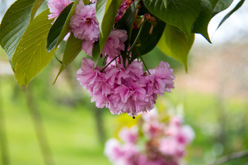 photo d'un brunch aux fleurs d'arbre en fleurs sur fond vert flou
