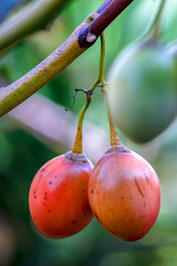 Close-up photography of ripe tamarillos hanging from the tree.  Captured at the Andean mountains of central Colombia.