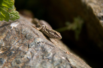 Brown Lizard Warming in the Hot Sun