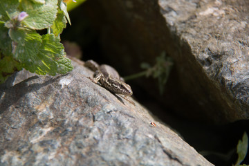 Brown Lizard Warming in the Hot Sun