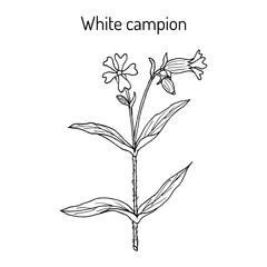 Bladder or white campion (Silene latifolia), medicinal plant