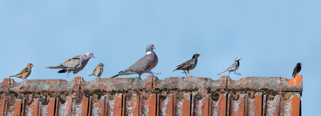 European birds are running in one direction over a roof in front of a blue sky