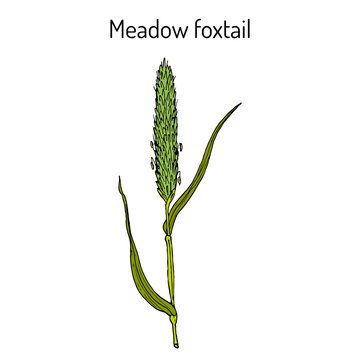 Field meadow foxtail (alopecurus pratensis), medicinal plant