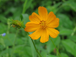 yellow flower