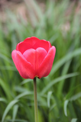 Naklejka premium photography of red tulip in the garden
