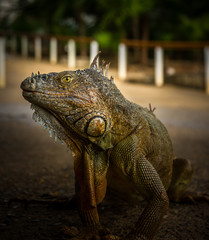Iguana Close-Up. Iguana exposure done in an iguana farm in Roatan, Honduras. Photo with a wide open aperture in order to focus the animal face.