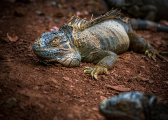 Iguana Close-Up. Iguana exposure done in an iguana farm in Roatan, Honduras. Photo with a wide open aperture in order to focus the animal face.