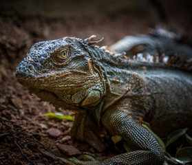 Iguana Close-Up. Iguana exposure done in an iguana farm in Roatan, Honduras. Photo with a wide open aperture in order to focus the animal face.