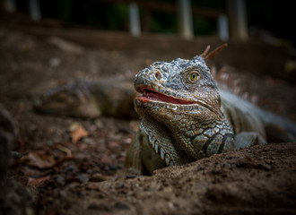 Iguana Close-Up. Iguana exposure done in an iguana farm in Roatan, Honduras. Photo with a wide open aperture in order to focus the animal face.