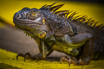Iguana Close-Up. Iguana exposure done in an iguana farm in Roatan, Honduras. Photo with a wide open...