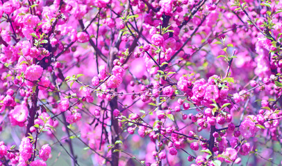 Pink flowers background, wallpaper for your design