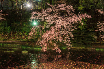 春の久保田城の風景
