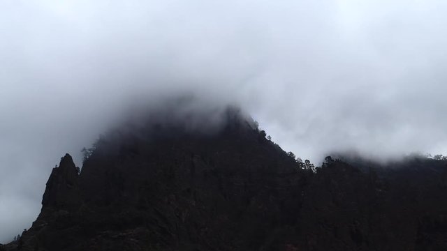 PINO CANARIO (Pinus canariensis), La Cumbrecita, Caldera de Taburiente National Park, La Palma, Canary Islands, Spain, Europe