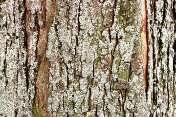 tree texture moss