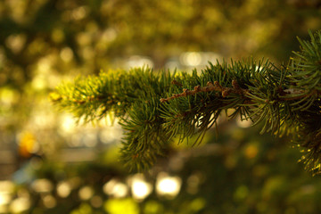 green fir branch of a christmas tree