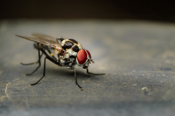 close up of a house fly