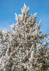 Frost on  branches of blue spruce