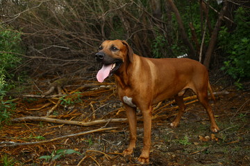 Side view at a rhodesian ridgeback for a walk outdoors on a field
