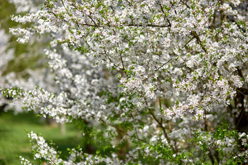 White blooming flowers of cherry plum tree. Mirabelle plum tree. Myrobalan tree.