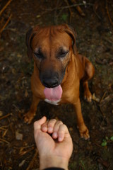 Person hand treating a dog rhodesian ridgeback breed