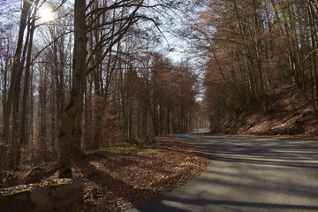 road in forest