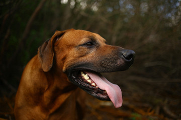 Front view at a rhodesian ridgeback for a walk outdoors on a field