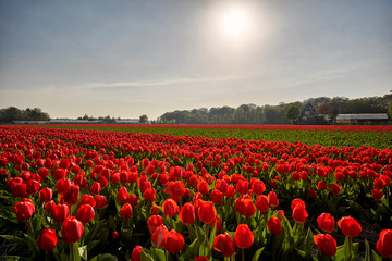 Tulip field with green and red flowers during spring in the Netherlands
