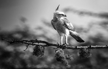 Fototapeta premium Crested hawk-eagle
