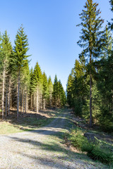 path through a coniferous forest