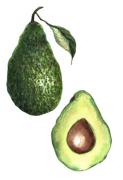 Watercolour painted avocado fruit with leaves sliced.