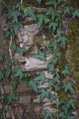 Efeu am Baum 2