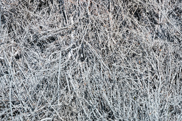 Tree branches painted with gray paint. Interwoven branches form a gray background.