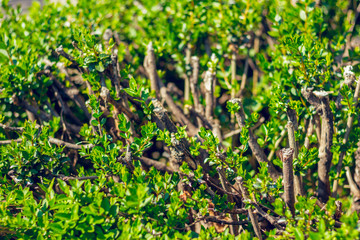 Light green bush with small leaves and branches pointing out of it on a sunny day – Natural floral decoration used in gardens and parks -  Organic foliage texture  and background