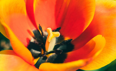 Bright spring tulip bud