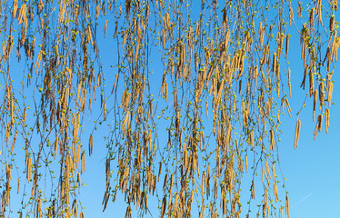 Branches of the birch with catkin by springtime