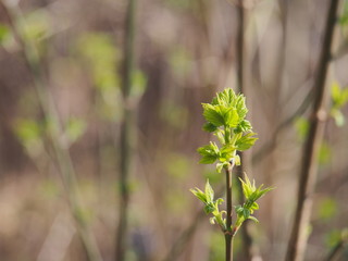 Blooms American maple. The young leaves of the tree. It's spring.
