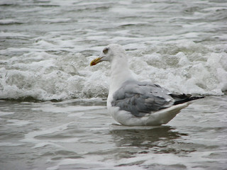 Gray gulls fly to the northern sea near the coast with waves.